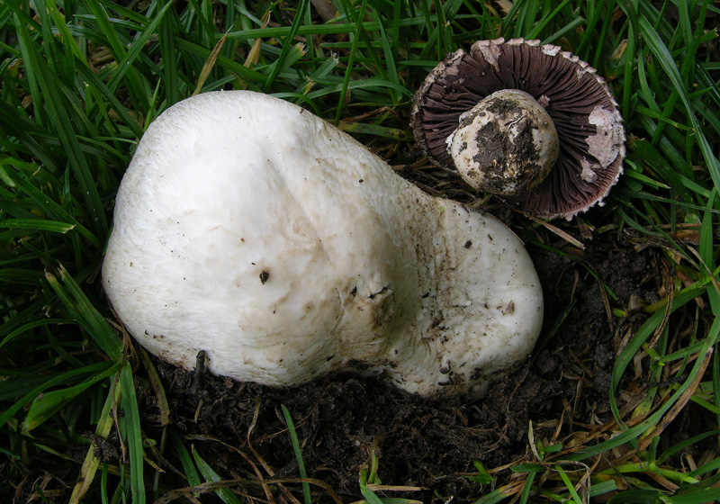 Agaricus da determinare.